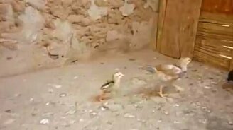 Драчливый цыплёнок - смотреть видео (1:46)