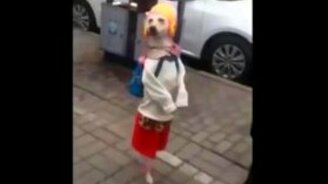 Ох, и нарядная собака! - смотреть видео (0:51)