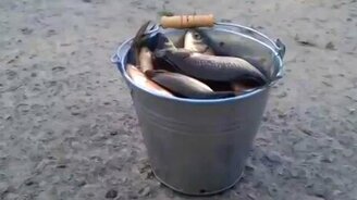 Наловили карася! - смотреть видео (0:25)