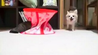 Кот нападает из засады - смотреть видео (0:27)