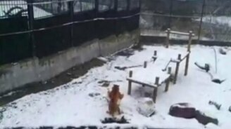 Тигрица лепит и катает снежные шары - смотреть видео (1:01)