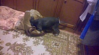 Собака после мытья - смотреть видео (1:11)