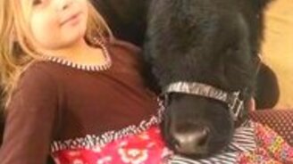 Девочка привела домой тёлку - смотреть видео (6:09)