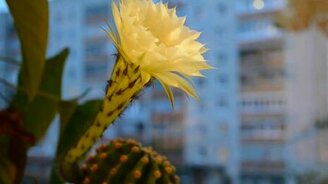 Цветение кактуса - смотреть видео (1:33)