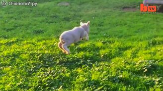 Смешной домашний ягнёнок - смотреть видео (1:26)