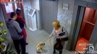 Порция смешного видео - смотреть видео (4:24)