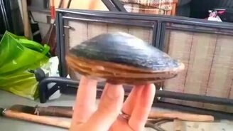 Моллюск лижет соль - смотреть видео (1:16)