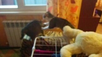 Реслинг двух котов - смотреть видео (0:21)