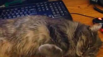 Кот, которому не сидится - смотреть видео (3:35)