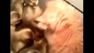 Котёнок в гостях у утят - смотреть видео (1:22)