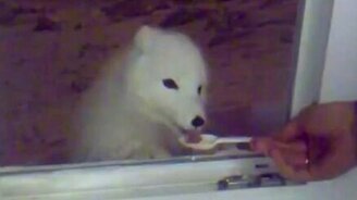 Покормили песца с ложки - смотреть видео (2:22)