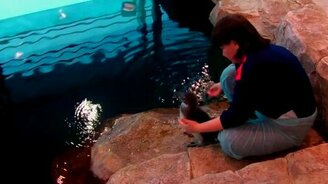 Учат плавать пингвинёнка - смотреть видео (3:36)