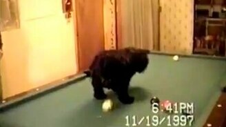 Пёс бильярдист - смотреть видео (0:46)