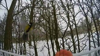 Зимняя кормёжка птиц - смотреть видео (0:57)