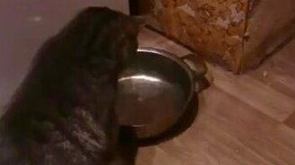 Кот играет с водой - смотреть видео (0:15)