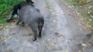 Собака играет с кабанами - смотреть видео (1:13)