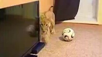 Девушка завела настоящего льва - смотреть видео (2:33)