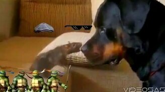 Крыса хотела укусить ротвейлера - смотреть видео (0:21)