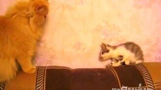 Ошеломляющий котёнок - смотреть видео (1:18)