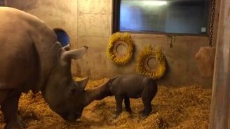 Первые шаги новорожденного носорога - смотреть видео (3:36)