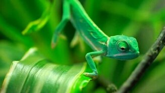 Двухдневные хамелеончики - смотреть видео (1:59)