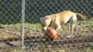 Пёс - мастер мяча! - смотреть видео (0:34)