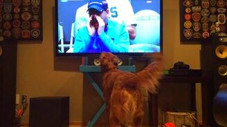 Пёс обожает теннисные матчи - смотреть видео (3:16)