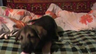 Щенок общается с хозяином - смотреть видео (0:44)