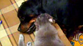 Кот ухаживает за ротвейлером - смотреть видео (1:11)