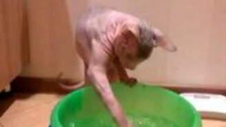 Кот, не равнодушный к воде - смотреть видео (1:21)