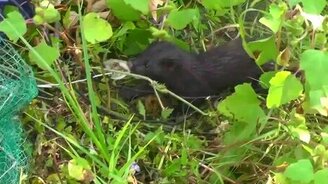 Норка-воровка - смотреть видео (0:56)