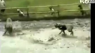 Питбули против настоящего кабана - смотреть видео (0:41)