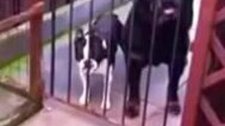 Собака передразнивает хозяина - смотреть видео (0:36)