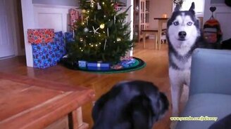 Разговорчивые хаски - смотреть видео (10:41)