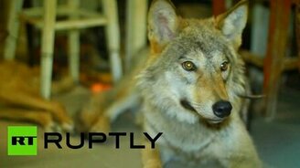 Прирученная волчица - смотреть видео (0:51)