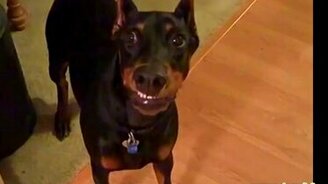 Задорные собаки - смотреть видео (8:03)