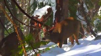 Охотник, который не смог - смотреть видео (1:41)