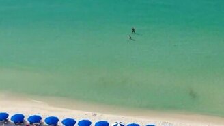 Охота акулы на пляже - смотреть видео (1:13)