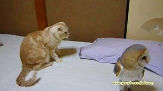 Нарезка кошачьих приколов - смотреть видео (4:36)