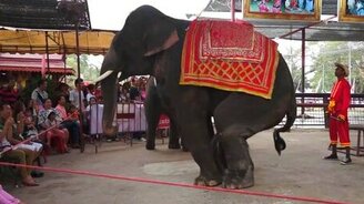 Слон пустился в пляс - смотреть видео (1:01)