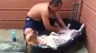 Устроил турецкую баню своему псу - смотреть видео (0:15)