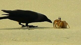Краб против ворон - смотреть видео (2:59)