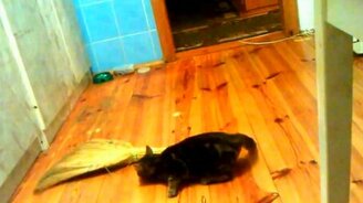 Котик против веника - смотреть видео (1:02)