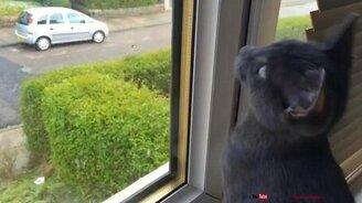 Котёнок впервые видит снег - смотреть видео (0:44)