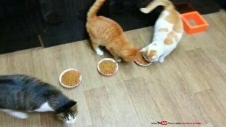 Деликатный жадина - смотреть видео (0:54)