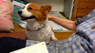 Самые забавные собаки корги - смотреть видео (7:08)