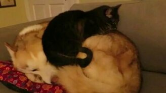 Кот удобно устроился на хаски - смотреть видео (1:32)