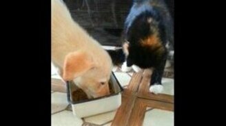 Щенок и кошка обедают - смотреть видео (3:02)