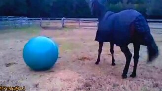 Лошади играют с шарами и мячами - смотреть видео (2:52)