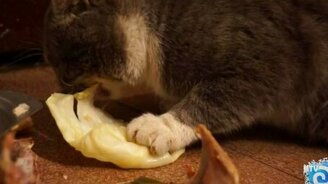 Котяра-веган - смотреть видео (0:50)